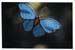 mariposa